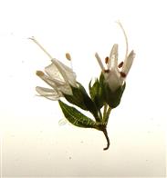  Cymose cluster of Flowers